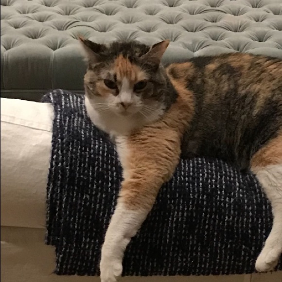 Meet your Posher, Chloe - Picture 1 of 1